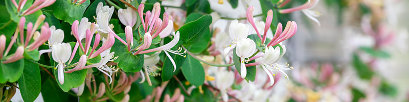 Honeysuckle, Lonicera, June Birth Flower, Birth Flower, Birth Month Flower